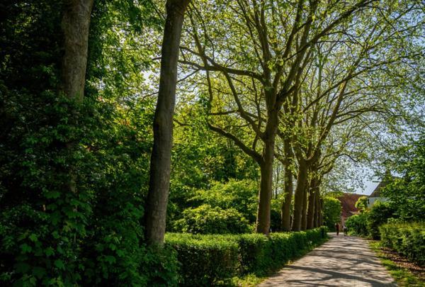 Natuurhuisjes Lust En Last Sommelsdijk 外观 照片